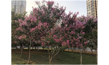 夏秋季節(jié)，錫城首次驚現紫薇花開美景
